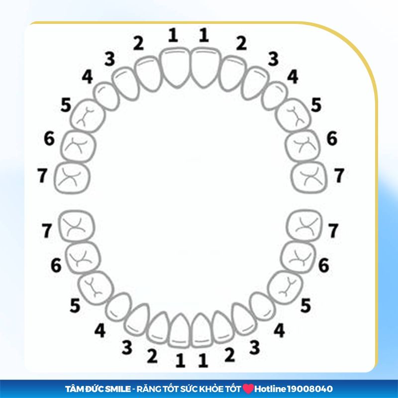 Vị trí của răng số 7