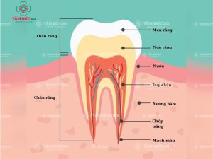 Cấu tạo các bộ phận của răng hoàn chỉnh