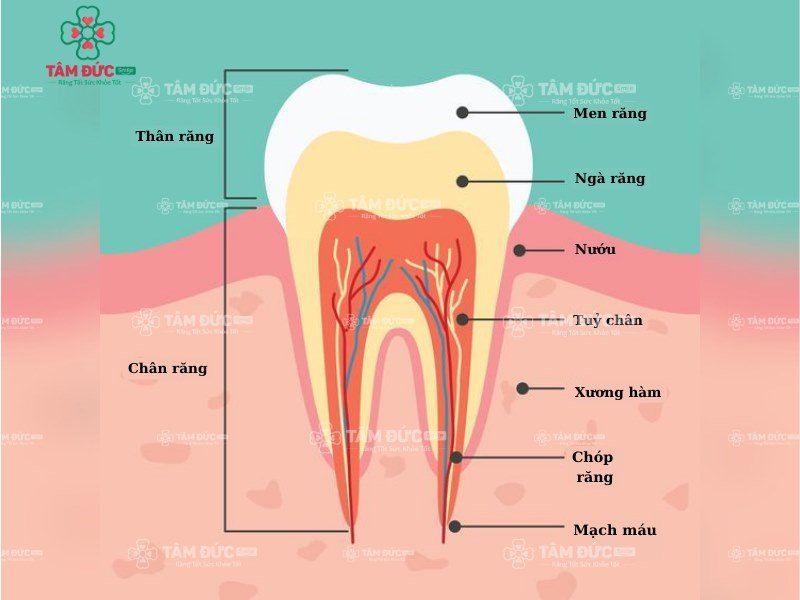 Cấu tạo các bộ phận của răng hoàn chỉnh