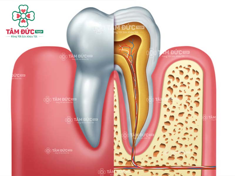 Mặt cắt ngang của răng cối