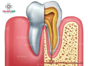 Tuỷ răng đảm nhận vai trò nuôi dưỡng răng