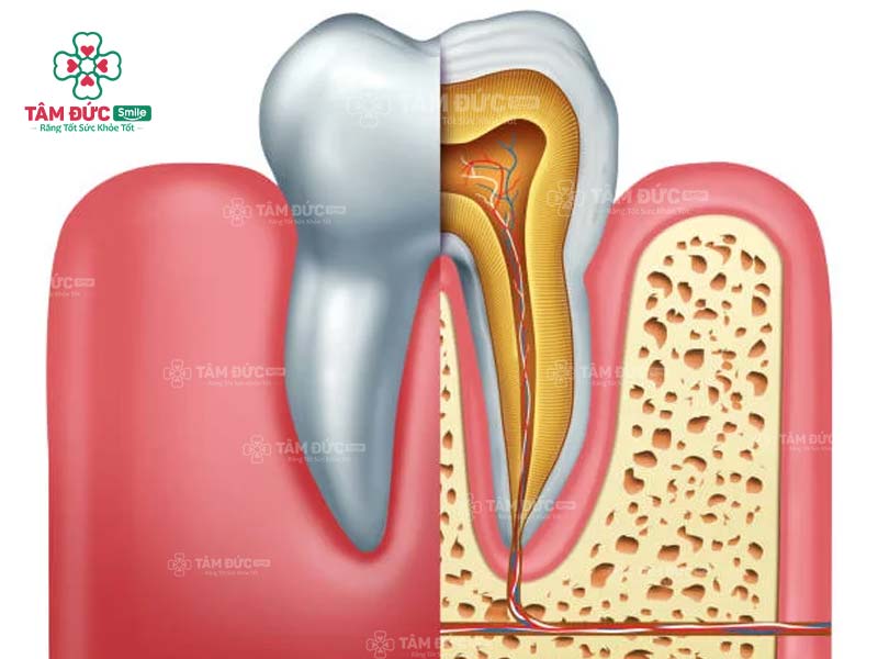 Tuỷ răng đảm nhận vai trò nuôi dưỡng răng