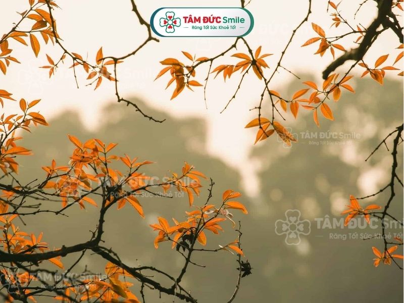 Mùa thu bắt đầu từ tháng 8 đến hết tháng 10 dương lịch