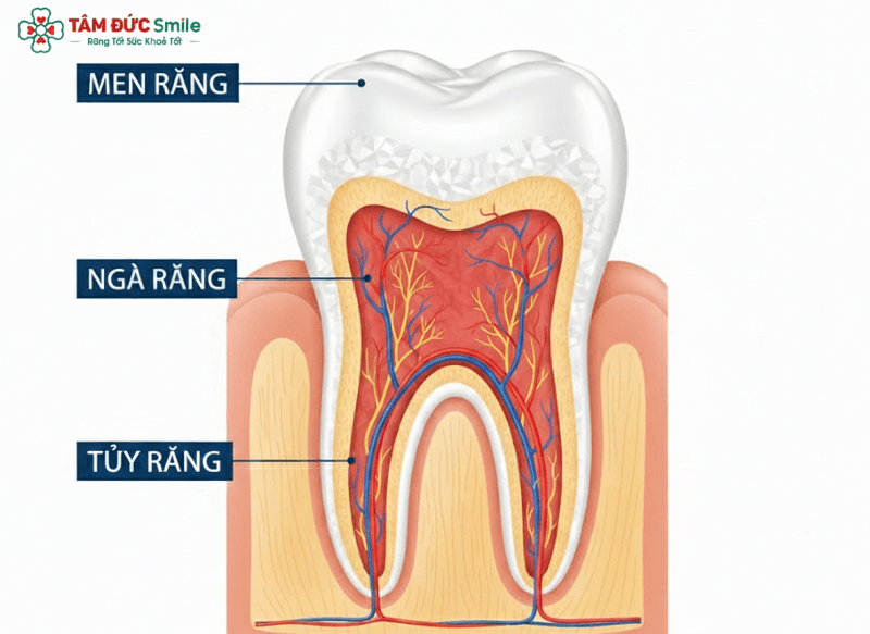 rang-vinh-vien-1 (2)