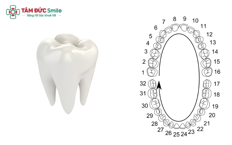 Hệ thống răng vĩnh viễn ở người trưởng thành đóng vai trò nền tảng trong chức năng nhai, phát âm và định hình thẩm mỹ khuôn mặt.