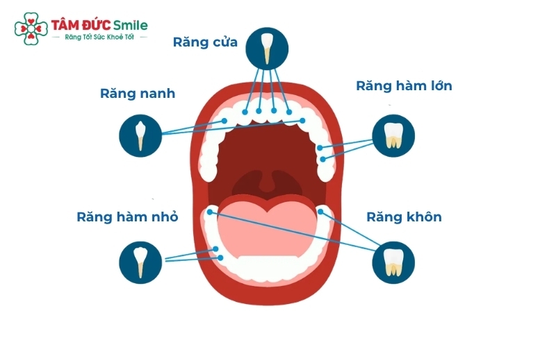 Mỗi nhóm răng đều có hình dạng và cấu trúc chuyên biệt để đảm nhận các nhiệm vụ khác nhau: từ cắn, xé cho đến nghiền nhỏ thức ăn