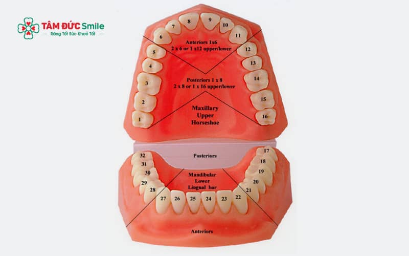 Răng số 5 thường có 1–2 chân răng, cấu trúc gồm men – ngà – tủy, đảm nhiệm cả chức năng cắn xé và nghiền thức ăn