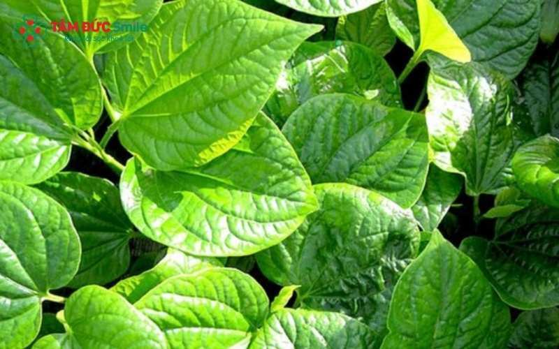  Phương pháp súc miệng bằng nước lá lốt pha muối là cách phổ biến nhất để làm dịu cơn đau răng và giảm hôi miệng trong thời gian ngắn.
